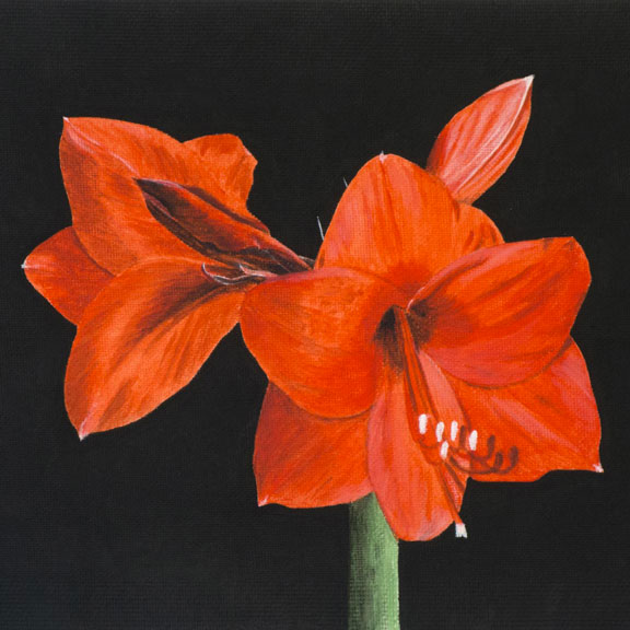 Amaryllis